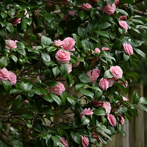 Camellia Japonica Plant Pink